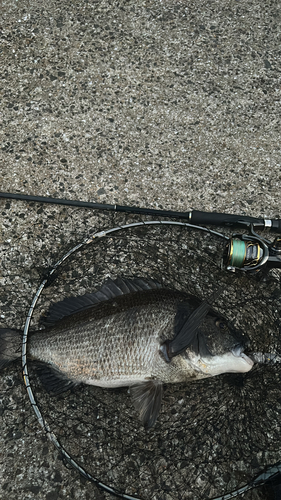 チヌの釣果