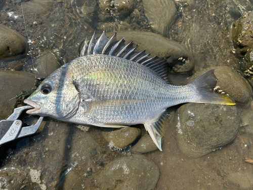 キビレの釣果