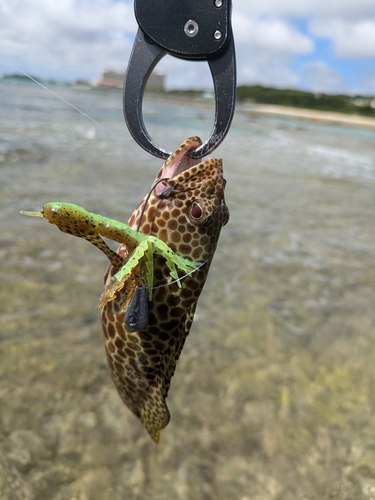 イシミーバイの釣果