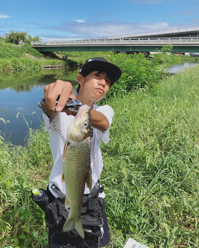 ニゴイの釣果