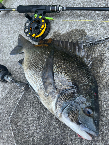 チヌの釣果