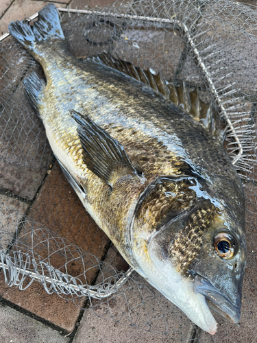 チヌの釣果