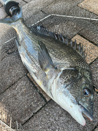 チヌの釣果