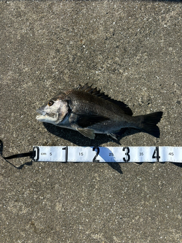 チヌの釣果