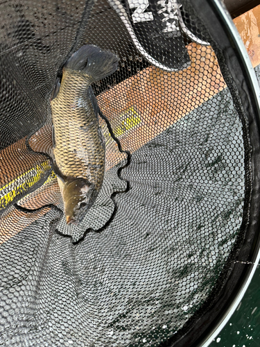 コイの釣果