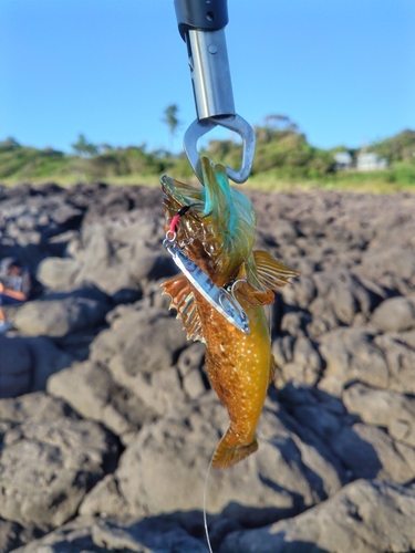 アナハゼの釣果