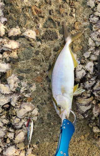 ショゴの釣果