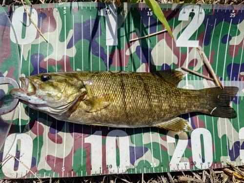 スモールマウスバスの釣果