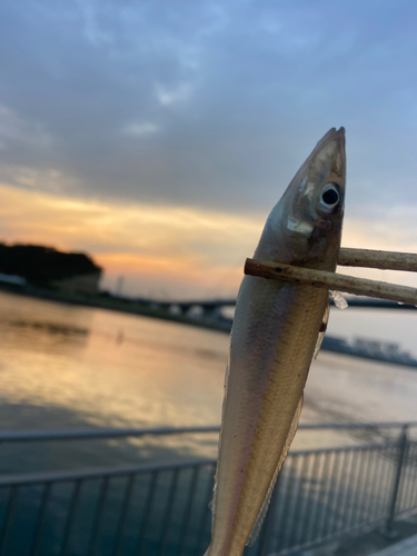 キスの釣果