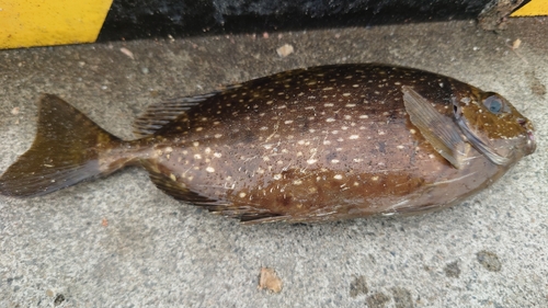 アイゴの釣果