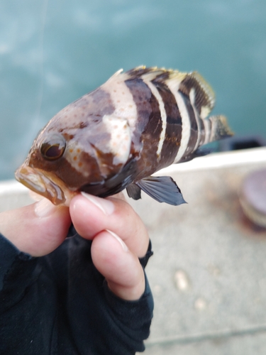 アオハタの釣果