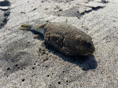 フグの釣果