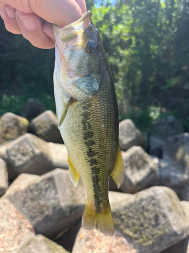 ラージマウスバスの釣果