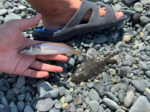 キスの釣果