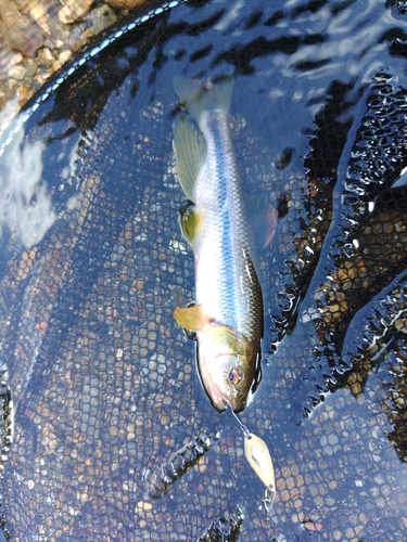 カワムツの釣果