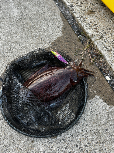 モンゴウイカの釣果