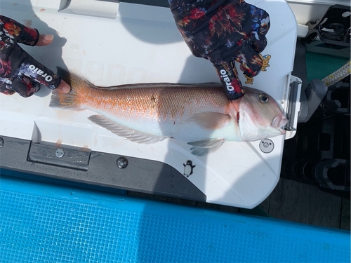 シロアマダイの釣果