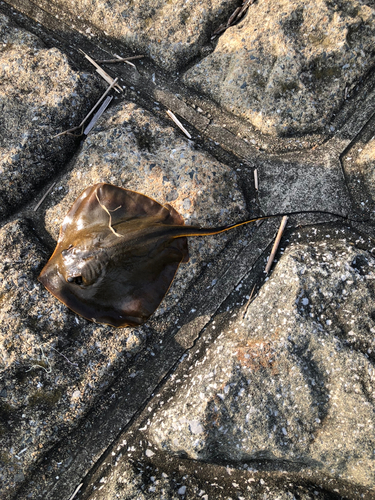 アカエイの釣果