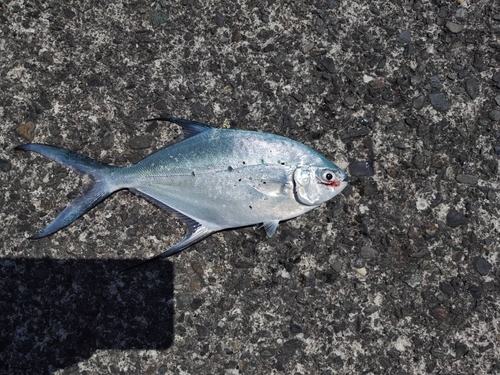 コバンアジの釣果