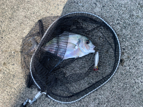 イトヒキアジの釣果