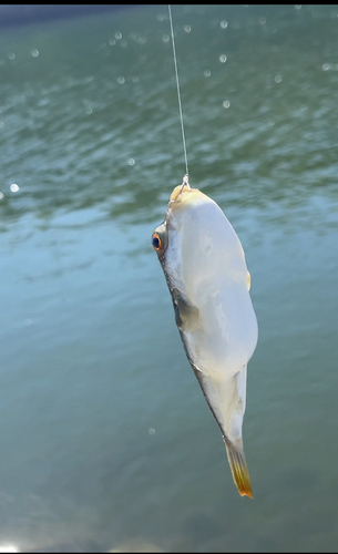 クサフグの釣果