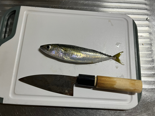 サバの釣果