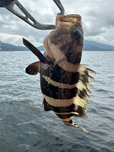 マハタの釣果