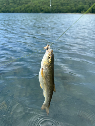 ウグイの釣果