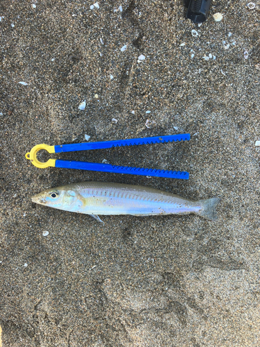 キスの釣果