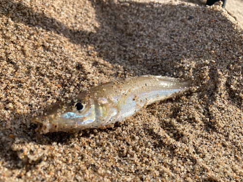 キスの釣果