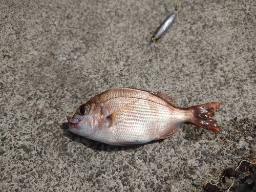 チャリコの釣果