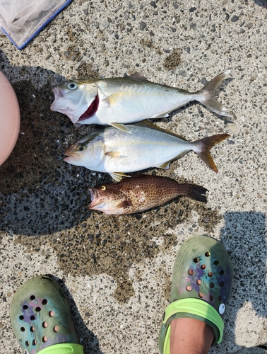 カンパチの釣果