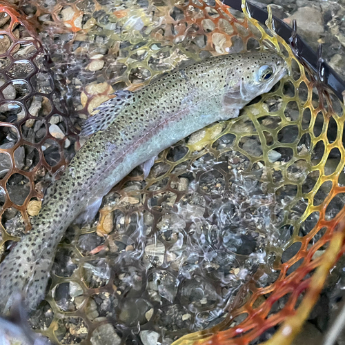 ニジマスの釣果