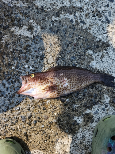 オオモンハタの釣果