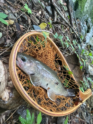 イワナの釣果