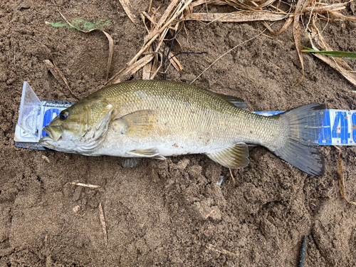 スモールマウスバスの釣果