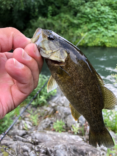 スモールマウスバスの釣果