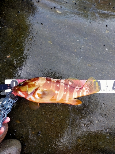 アカハタの釣果