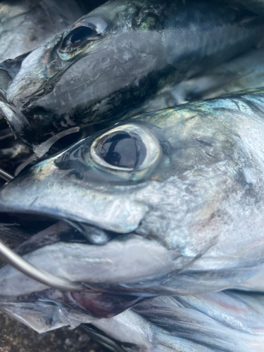 サバの釣果