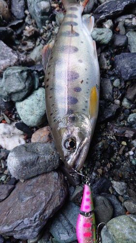 アマゴの釣果