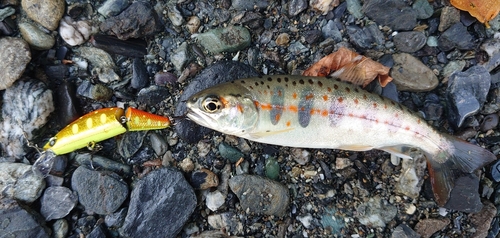 アマゴの釣果