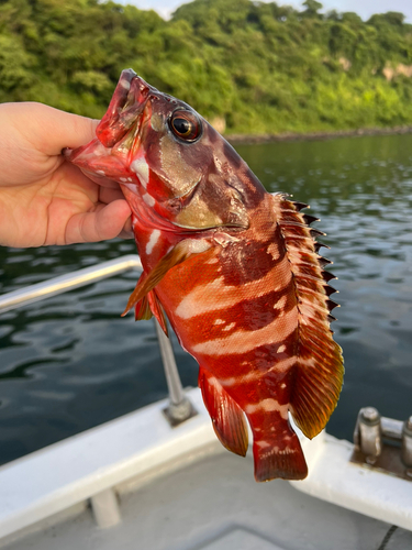 アカハタの釣果