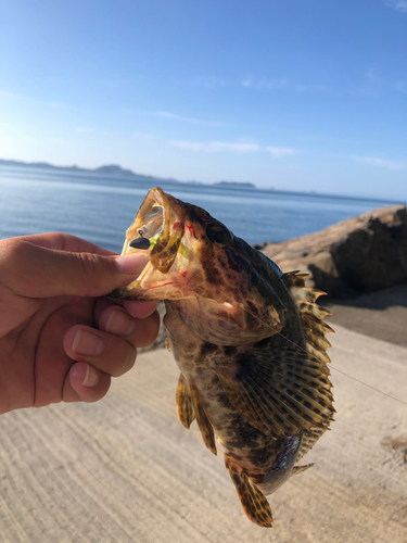 タケノコメバルの釣果