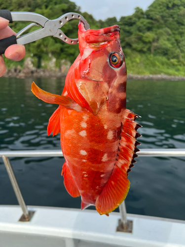 アカハタの釣果