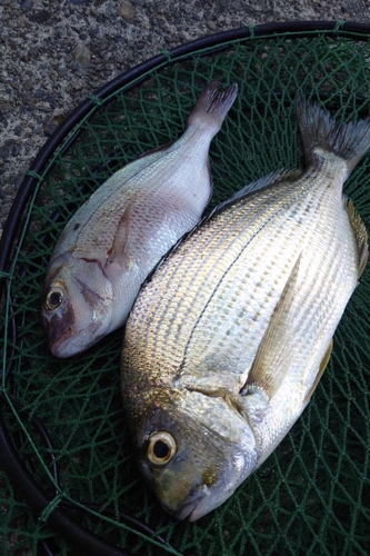 ヘダイの釣果