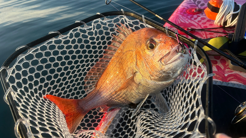 マダイの釣果