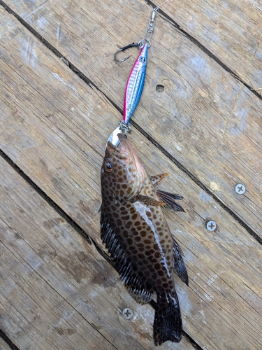 オオモンハタの釣果