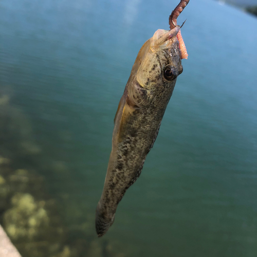 マハゼの釣果