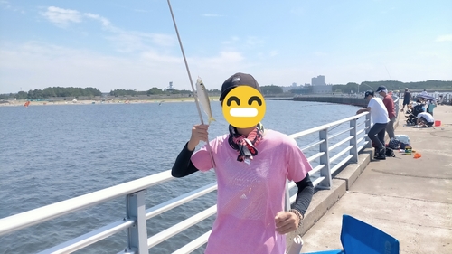 サッパの釣果