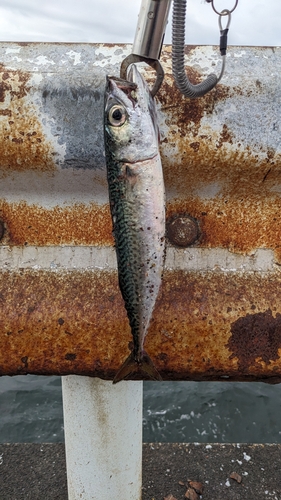 サバの釣果